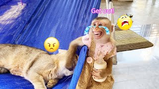 Monkey Lyly cried and got angry because she was fighting over the hammock with Tommy the cat