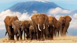 [New] HD - أخر محميات الطبيعة : أفريقيا كليمنجارو