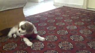 Cavalier puppy love by Rey 170 views 13 years ago 44 seconds