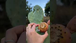 This Cactus Fruit Pops Out Just Like A Popsicle 🤯