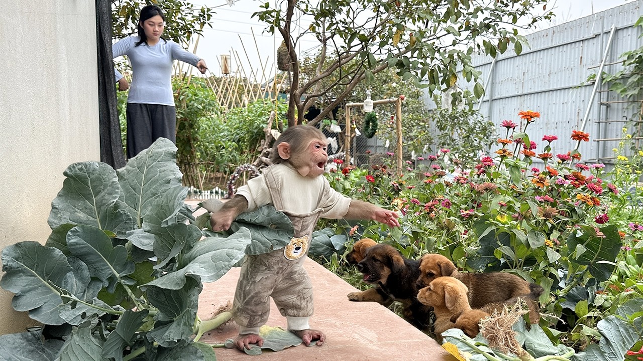 Lala is helpless and is struggling to find a way to deal with the mischievous puppies!