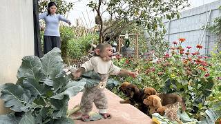 Lala is helpless and is struggling to find a way to deal with the mischievous puppies!