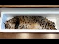 うちのリビングでゴマフアザラシが寝ていました。
