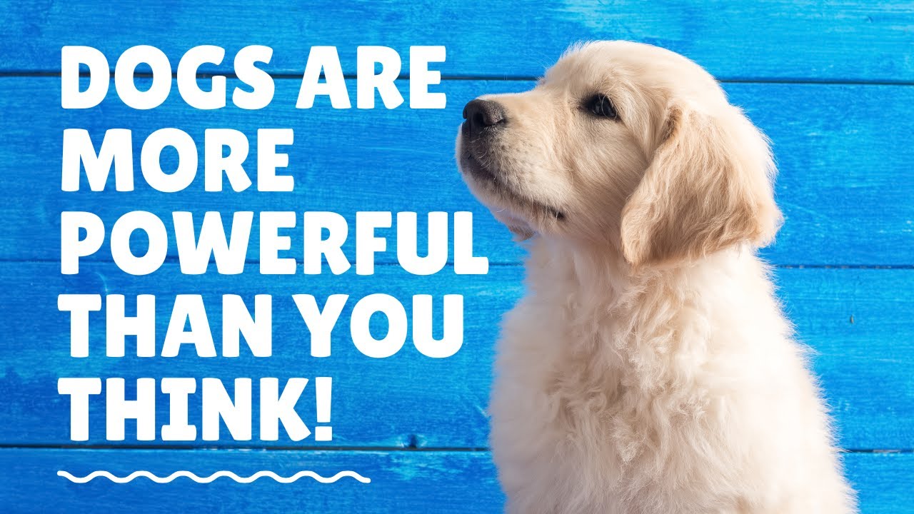 The 5 Hidden Superpowers of a Dog’s Body 2026 (That Even Vets Underestimate) 