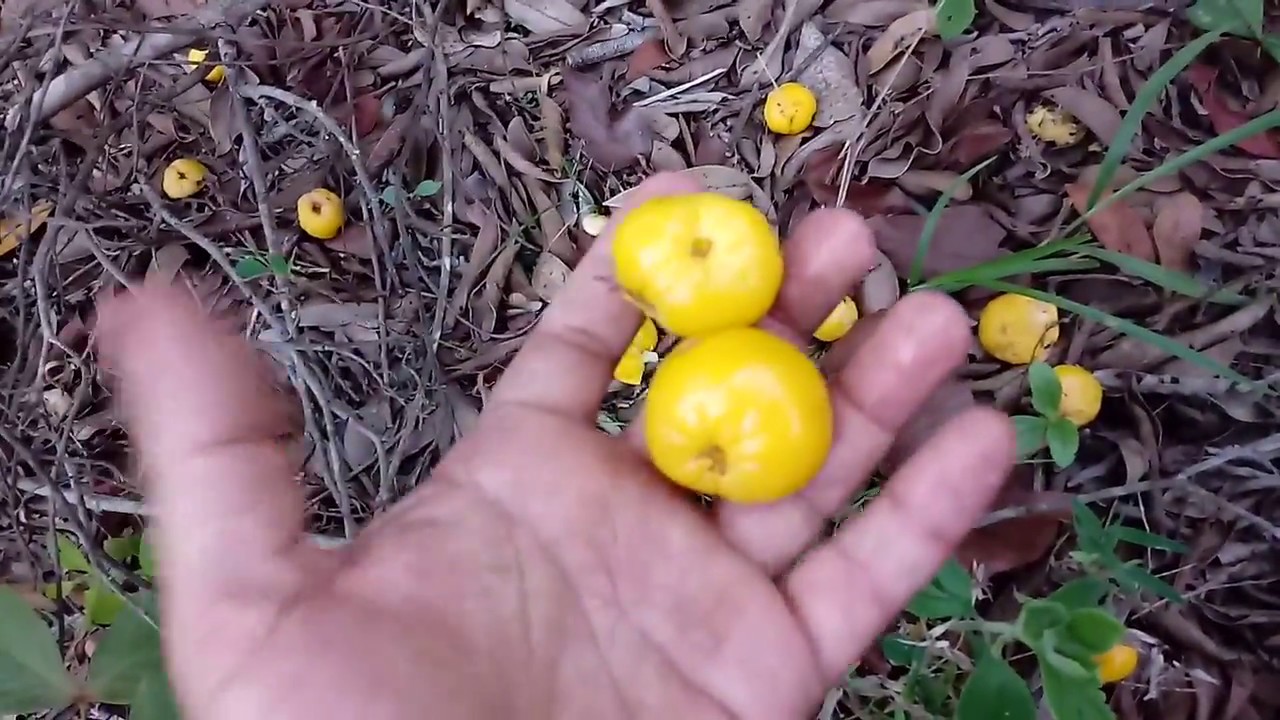 Você conhece a cagaita? Série frutas do cerrado. YouTube Você conhece a cagaita? Série frutas do cerrado. YouTube