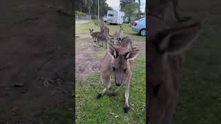 Friendly kangaroo
