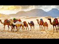 Camels natures desert navigators  the deadliest animals