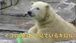 タイヤと浮き球で遊ぶイコロ