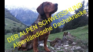 HUNDE, Alpenländische Dachsbracke alles was man über den Alpenländische Dachsbracke wiesen muss