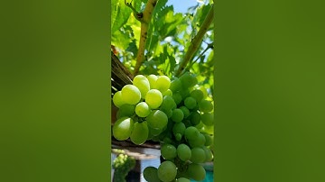 سورة الواقعة المقرئ أحمد السويلم surat alwakiaa