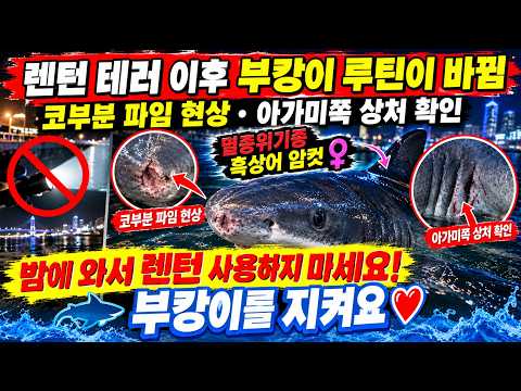 멸종 위기종 흑상어 암컷 부캉이 죽을뻔 루틴이 완전 틀려졌어요 새벽에 강력한 불빛으로 부캉이 눈을 멀게해 돌속에 끼여 죽일뻔한사건이 있었어요
