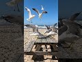 hungry birds #hungrybirds