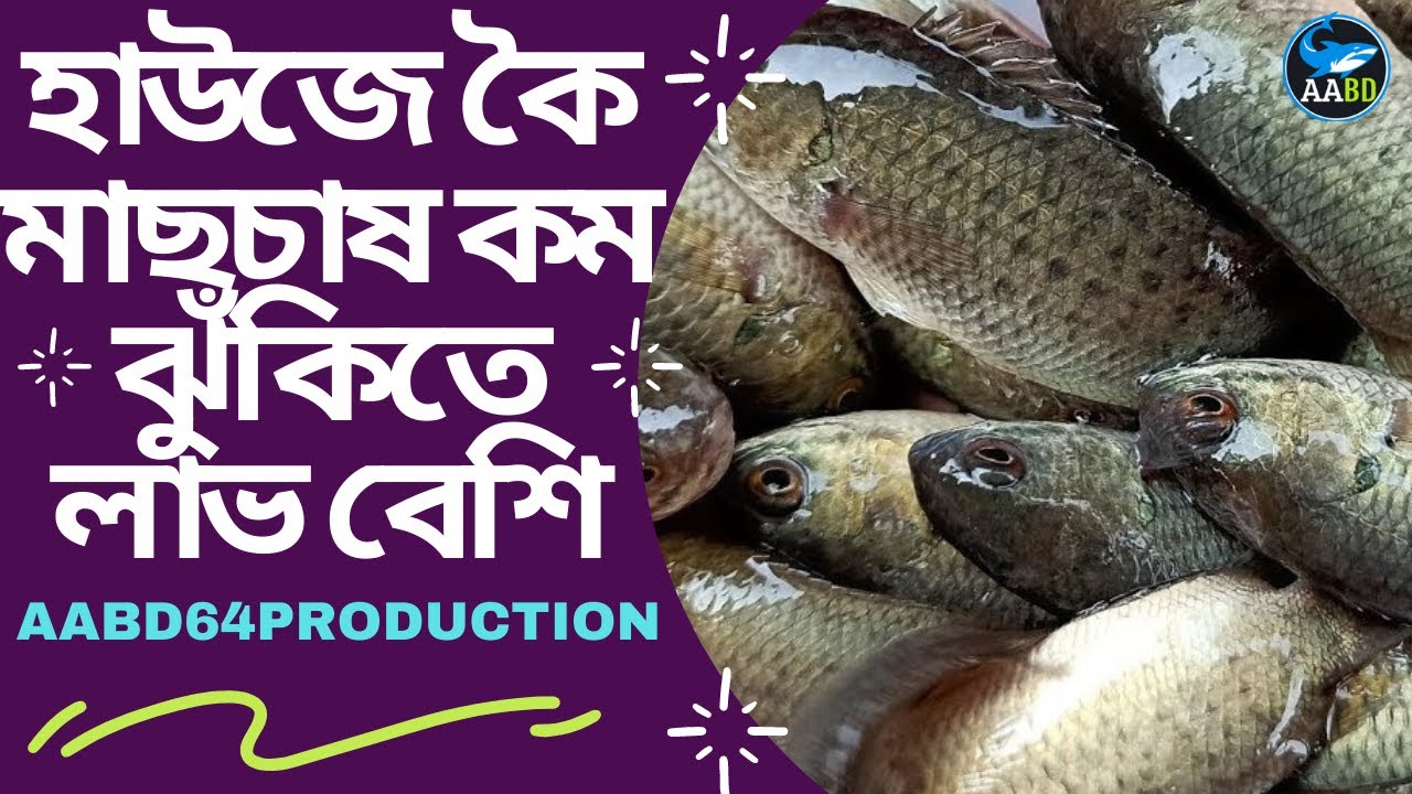 হাউজে কৈ মাছচাষ কম ঝুঁকিতে লাভ বেশি (Vietnami Koi Culture in House Less Risk But Much Profit)