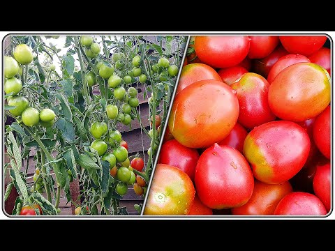 Video: Tomato 