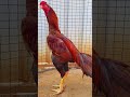 top quality aseel murga #aseelmurga #birds #rooster #pets #shorts