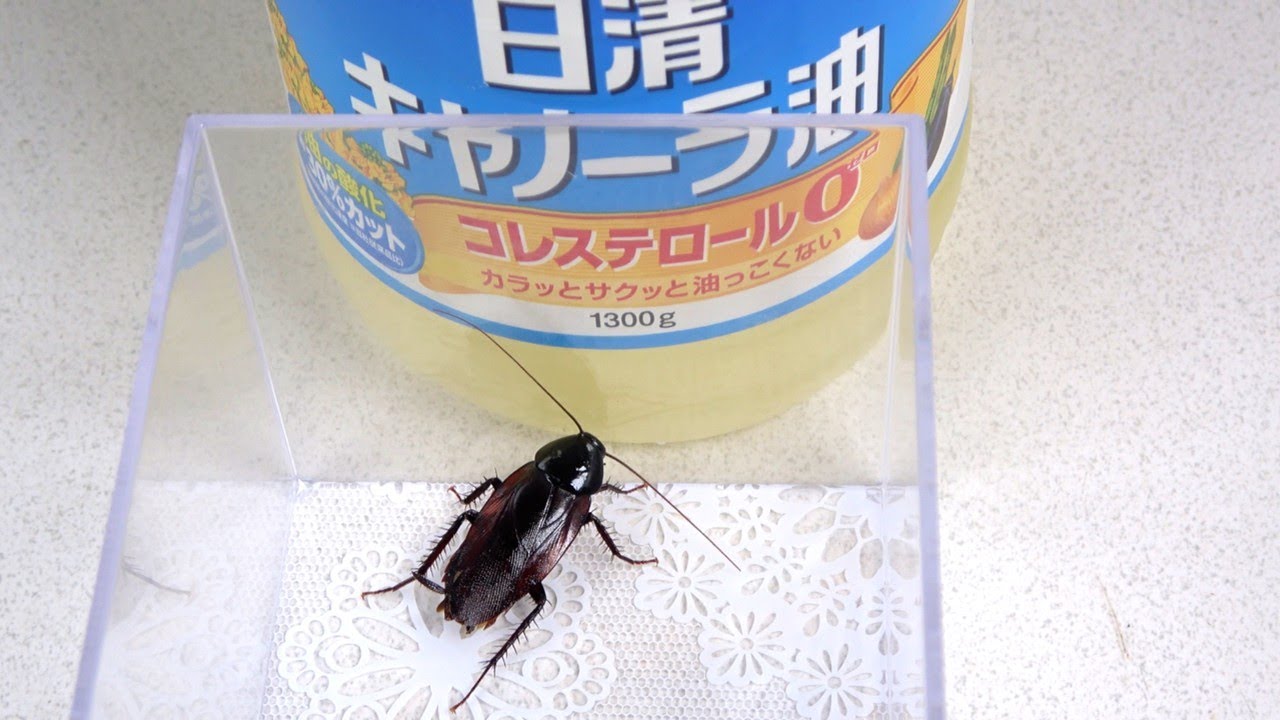 ゴキブリちゃん How to stop cockroaches from escaping - YouTube