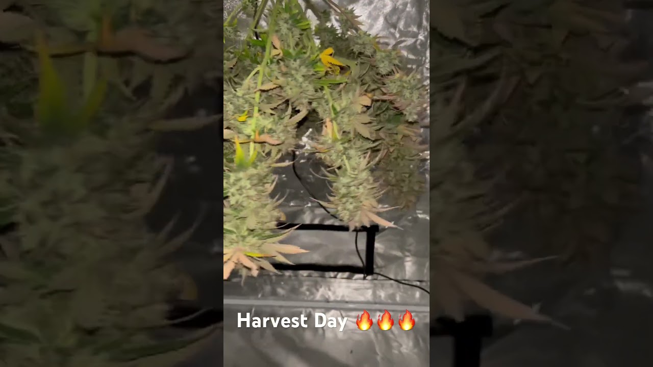 Chocolate Mint OG Auto HarvestEd