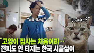 Download Lagu 집주인 얼굴도 모르는 남의 집 시골에서 고양이를 돌보게 되었습니다 MP3 Download Lagu 집주인 얼굴도 모르는 남의 집 시골에서 고양이를 돌보게 되었습니다 MP3