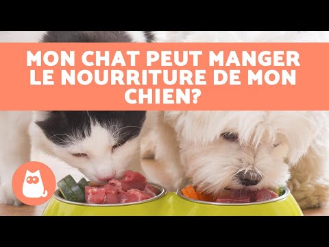 Vidéo: Est-il Sécuritaire Pour Les Chats De Manger De La Nourriture Pour Chiens ?
