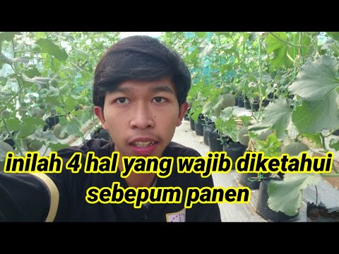 Video: Melon Parmasingiga