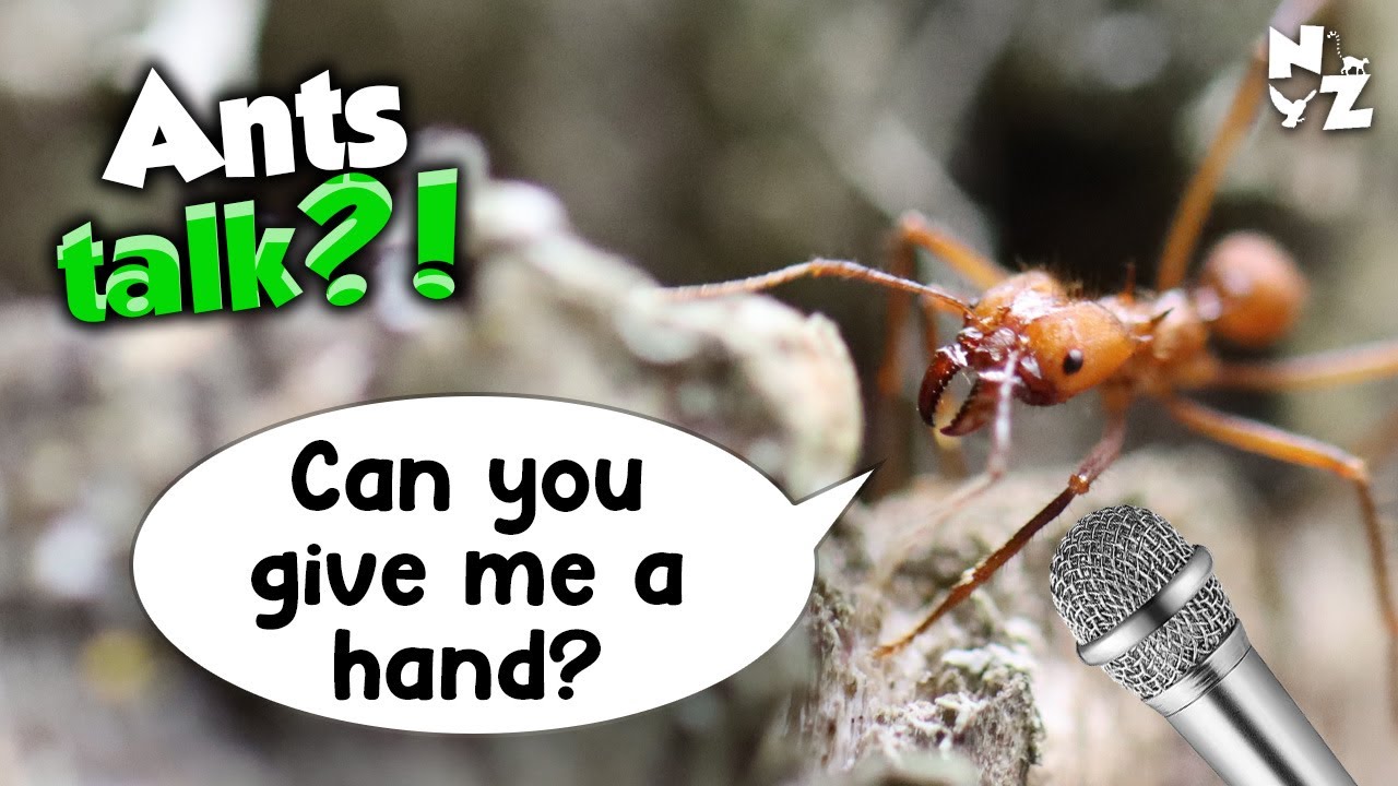 Leafcutter ants talk! Recorded with a tiny MIC! - YouTube