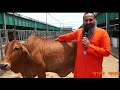 शुद्ध साहिवाल गाय की कैसे पहचान करे -  Identify characteristics of Sahiwal Cow
