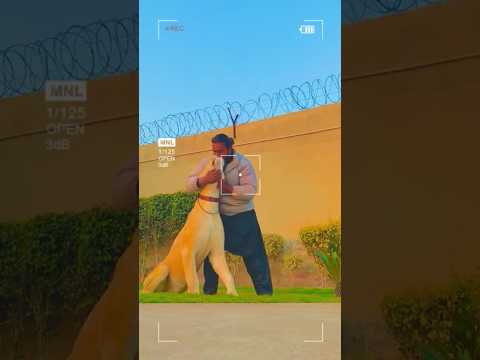 موسيقى جديدة مغني وكاتب أغاني موسيقى أغنية أصلية إنقاذ الحياة البرية قطط كبيرة حيوانات