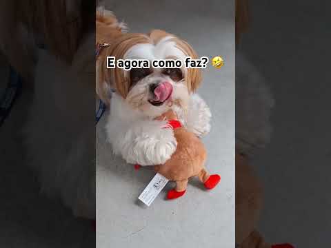 O shitzu caramelo não perdeu tempo 🤣🤣🤣