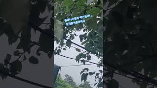 #김호중노래모음#강원인제원대리#돌배나무~