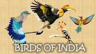 10 Most Beautiful Birds in India - Part 1