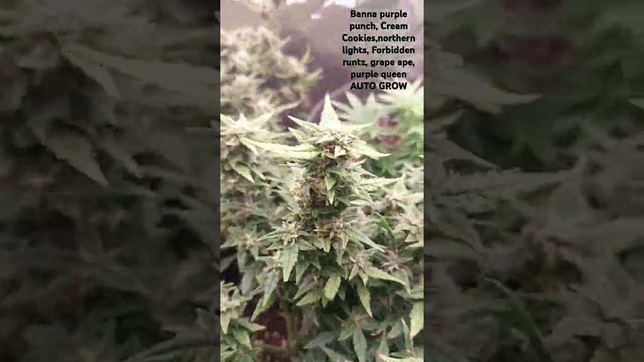 another view at the ladies this week!!!! purple queen is closing in on harvest time!!!!! yum yum