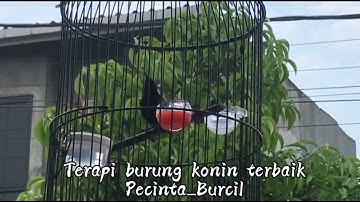 PANCINGAN KOLIBRI NINJA Bahan Agar Bunyi || MASTERAN Konin agar cepet gacor #koninindonesia #konin 