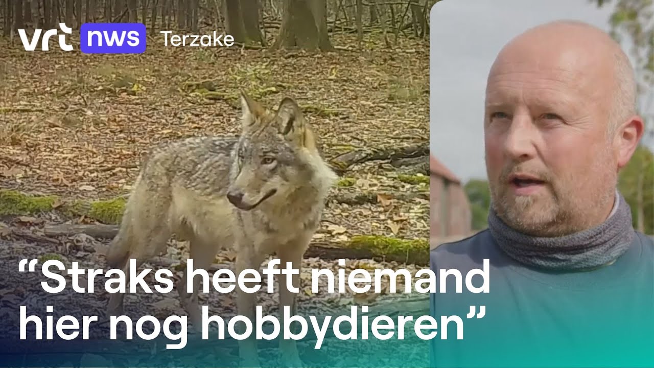 Limburg blijft worstelen met de wolf