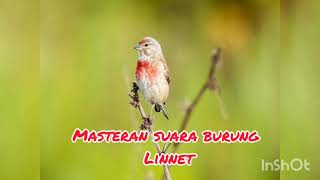 Masteran Suara Burung Linnet Gacor