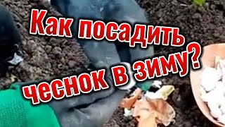 Как посадить чеснок в зиму?