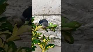 يعيش ببغاء اسمه كوكو في حديقة ‍ A parrot named Coco lives in a garden