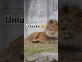 【のんほいライオン】アルの小さな悲劇...😾🦁Unlucky Baby😹#shorts #lion #baby