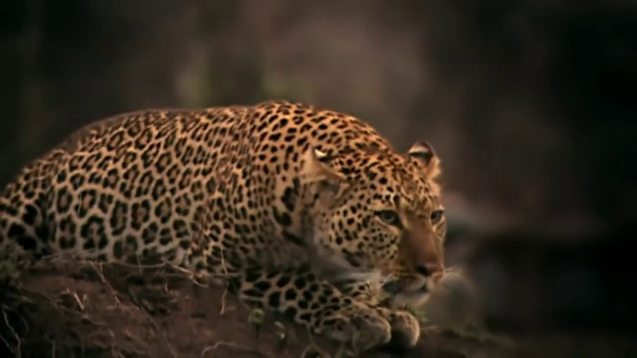 video editing software free Leopard Fight
