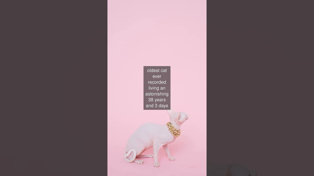 Creme Puff a domestic cat from Austin Texas holds the Guinness World Record for being...