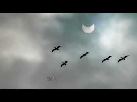 [Try Not To Laugh] The Best Shots Of The 2017 Solar Eclipse