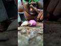 It turns out that millipedes really like garlic and shallots #millipede #shorts #shortsvideo