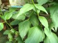 PLANTA MEDICINAL QUE CICATRIZA FERIDAS JÃ AVANÇADA NA PERNA