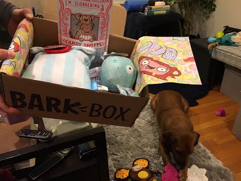 barkbox-unboxing-&-review---february-2019-for-medium-dogs