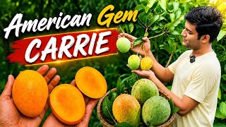 Carrie Mango - A Priliminary Review | One Of The Best From Florida