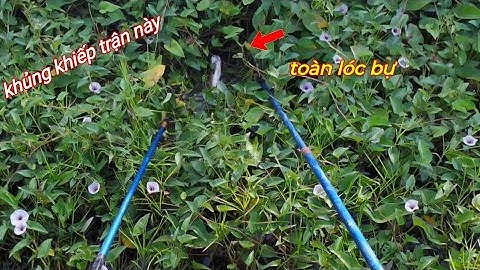 Mương Vườn Ít Người Xiệt Hốt Trọn Ổ Cá Lóc Khủng | kích Cá miền tây