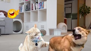 BEST funny moments of ANIMALS  FUNNIEST video of DOGS and CATS 2024 #2