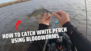What You Need To Catch White Perch With Bloodworms In Winter