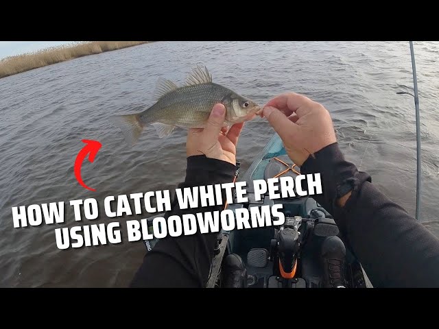 What You Need To Catch White Perch With Bloodworms In Winter 