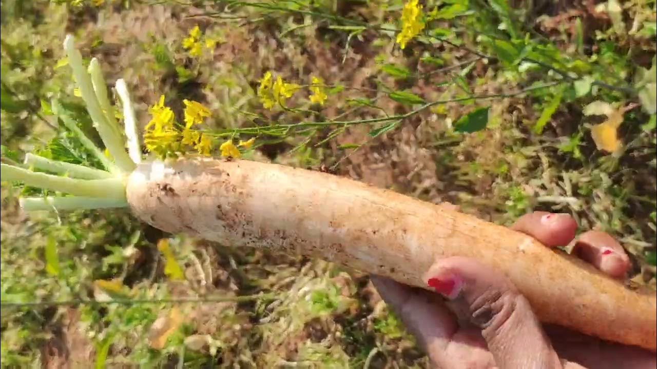 How long do radishes take to grow? YouTube