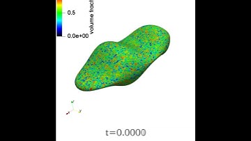 Phase-separation on an amorphous shape: the Cahn-Hilliard model